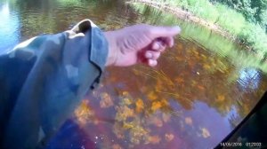 Язь на мушку