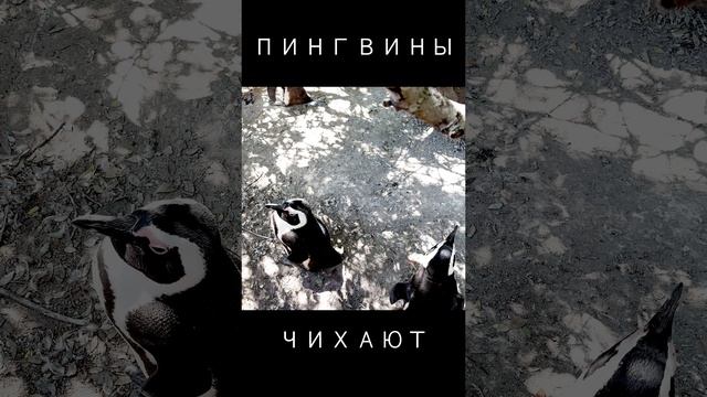 ПИНГВИНЫ ЧИХАЮТ #ЮАР