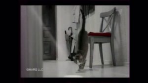 Махеевь и KiteKat реклама