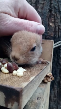 Погладил копию Толстой