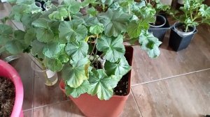 Пеларгонии цветы. Результаты укоренения черенков.