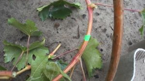 Укрытие винограда для созревания лозы: часть 2