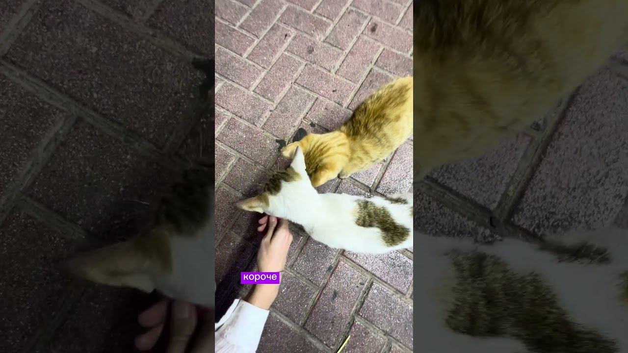 Кормим дубайских котят#кошки #кошкидубай #котята #дубайкотята #cats #dubaicats