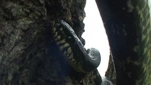 Амурский полоз 12.42