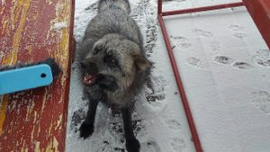 Лиса злится и атакует