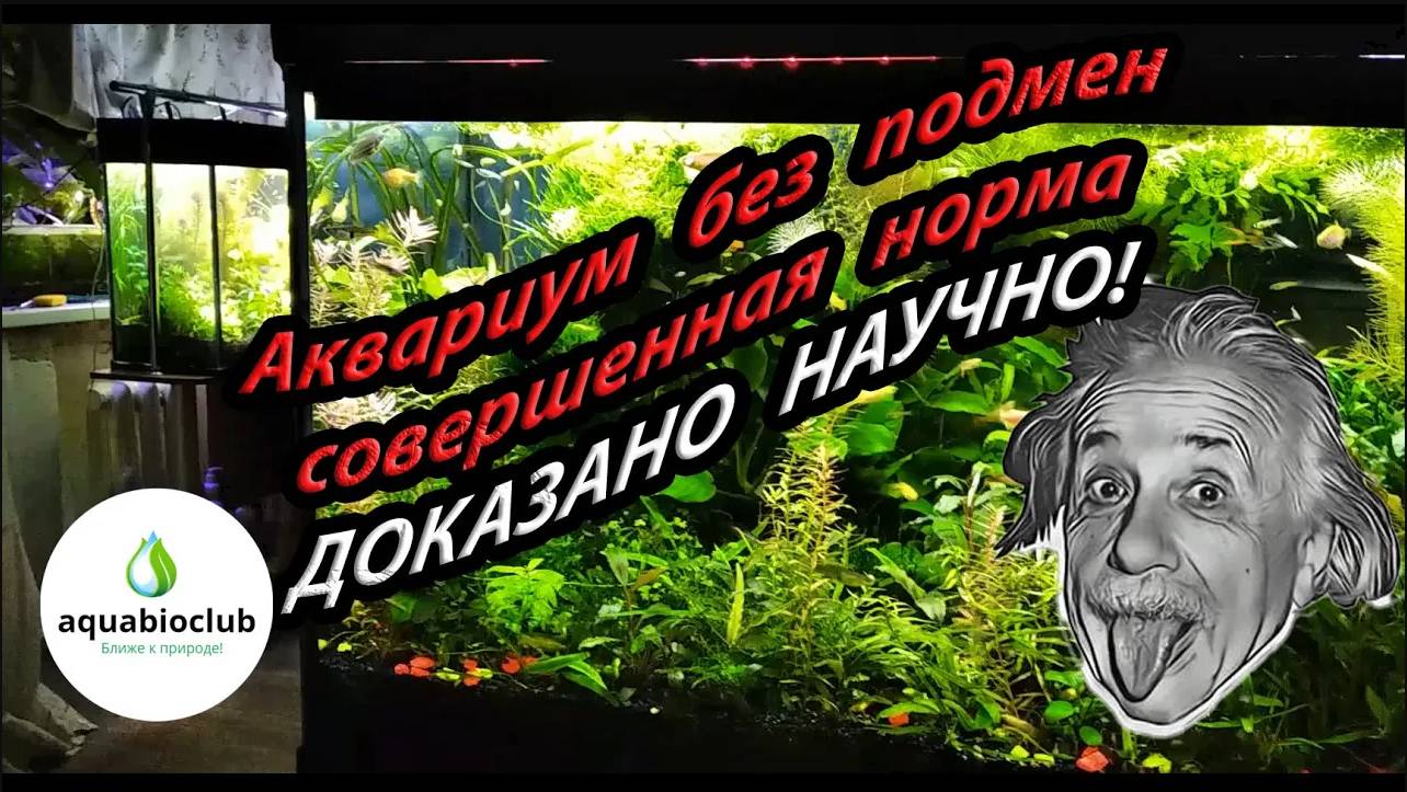 Аквариум без подмен воды научное обоснование содержания. Основы содержания растительного аквариума. смотреть онлайн