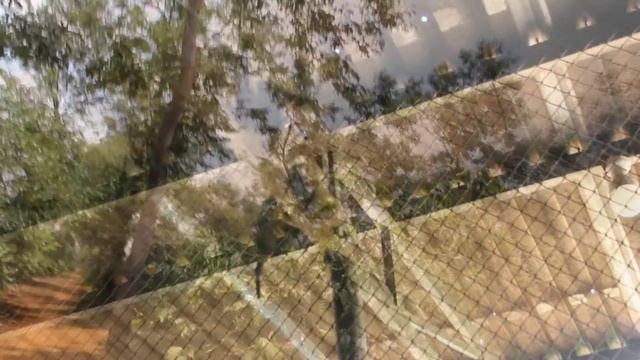 Поездка на плантации кофе Лювак во Вьетнаме. смотреть онлайн