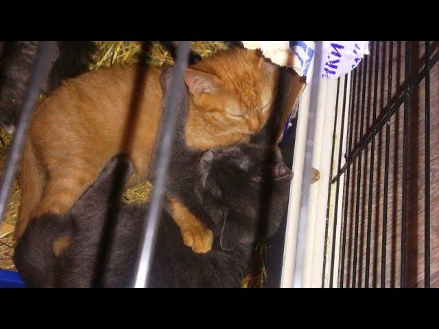 Живодер выбросил в лесу под Сургутом 28 кошек.