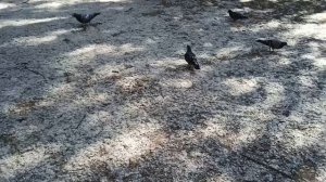 Тополиный пух