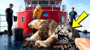 БЕЛЫЙ МЕДВЕДЬ Страдал от тысяч паразитов на своём теле. То, что сделали спасатели, шокировало всех!