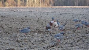 Эпаньоль Бретон