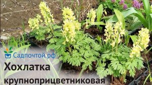 Хохлатка  крупноприцветниковая или жёлтая, Corydalis bracteata. Питомник Садпочтой.рф #садпочтой