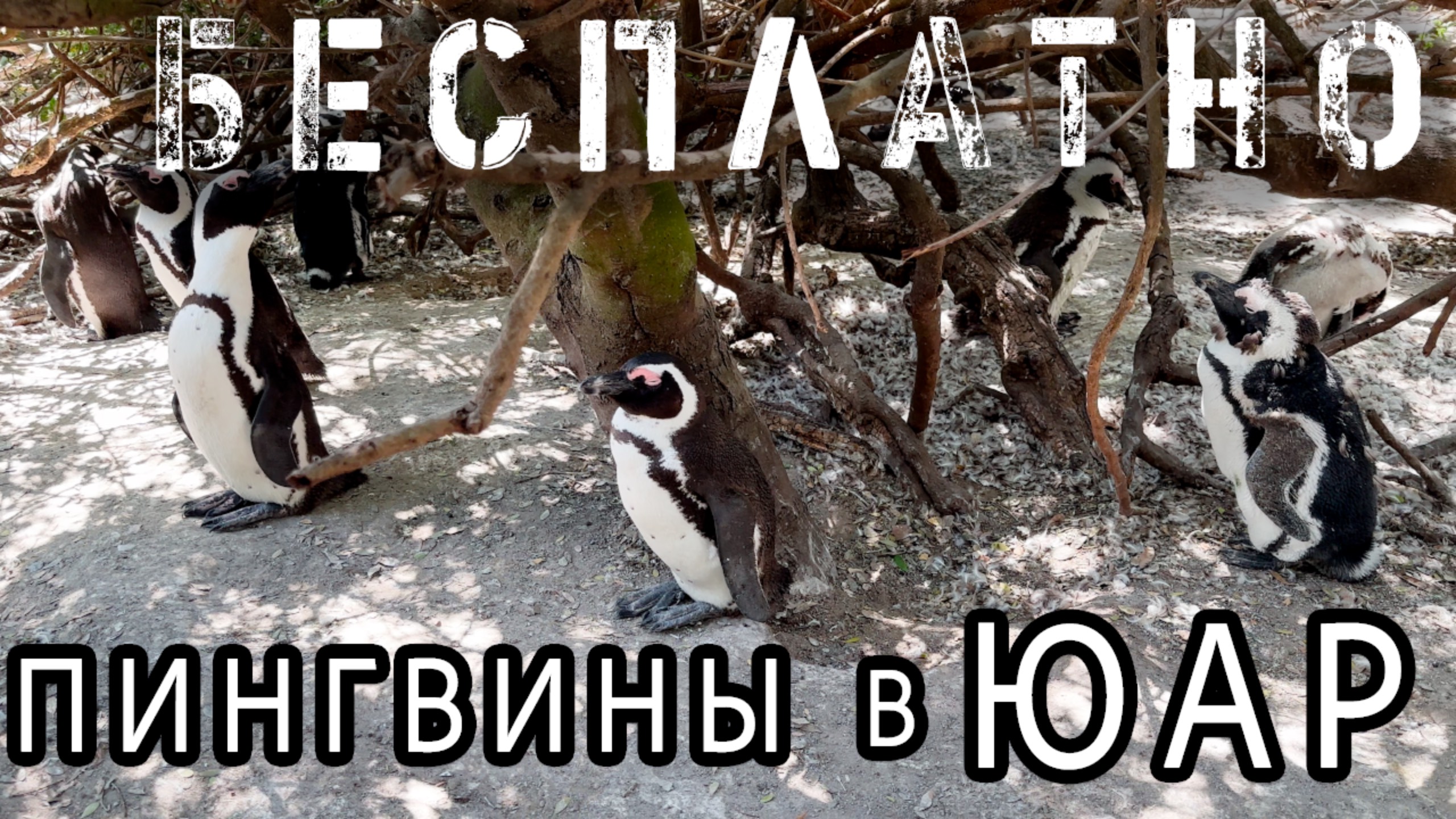 Южноафриканские Пингвины на расстоянии вытянутой руки 🐧 БЕСПЛАТНО