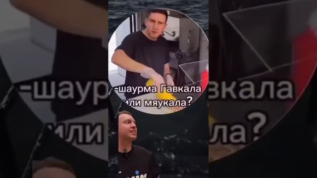 люблю мяукающую шаурму