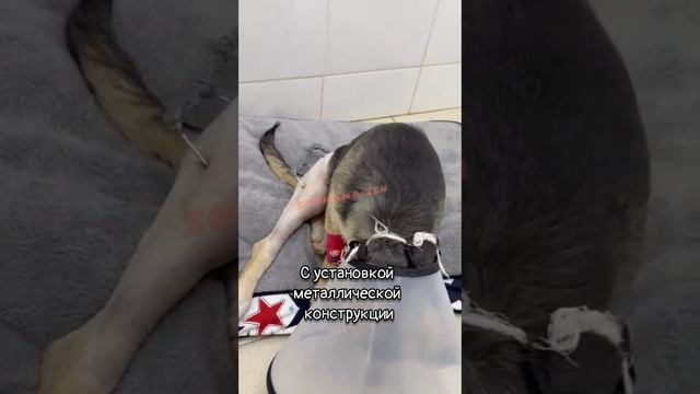 Щенок инвалид в груде мусора