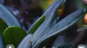 Трое необычных растений и их история