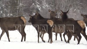 Диких животных в нижегородских лесах пересчитают