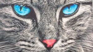 Вышивка. Покупка наборов. И конечно кошки.