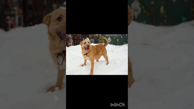 Очаровательный Гриня ищет дом.