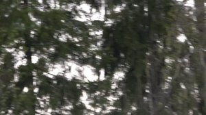 Вальдшнепиная тяга