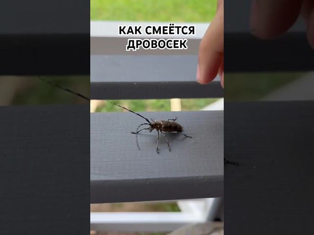 Слышали, как смеется дровосек! смотреть онлайн