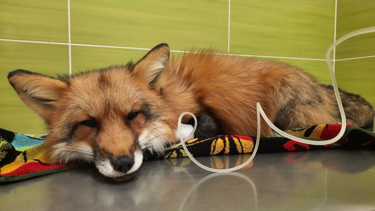 Лис в клинике