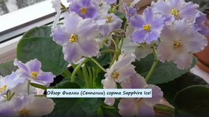 Обзор Фиалки (Сенполии) сорта Sapphire Ice!