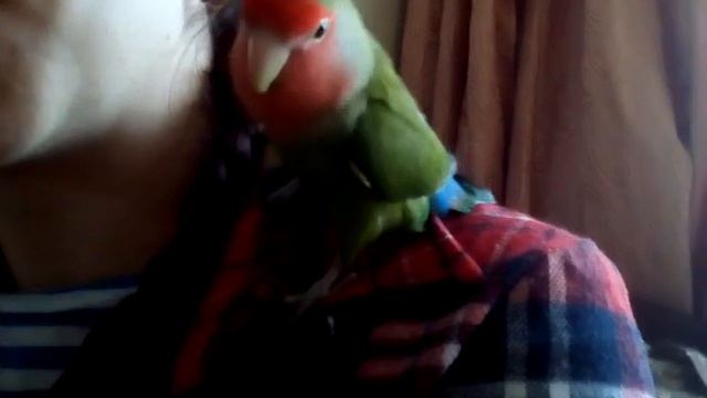 У-лю-люк ,попугай неразлучник смотреть онлайн