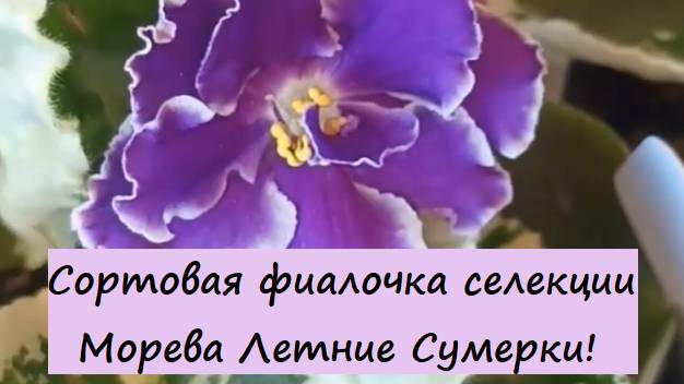 Сортовая фиалочка (сенполия) селекции Морева Летние Сумерки! Для заказа пишите WhatsApp 89101614167