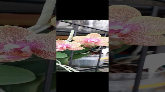 Орхидея phal. Sogo Lowrence. Начало цветения.