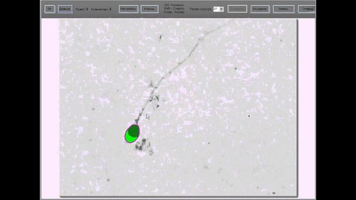 Sonic jinsiy komiks Yalangoch keksalar yaqin