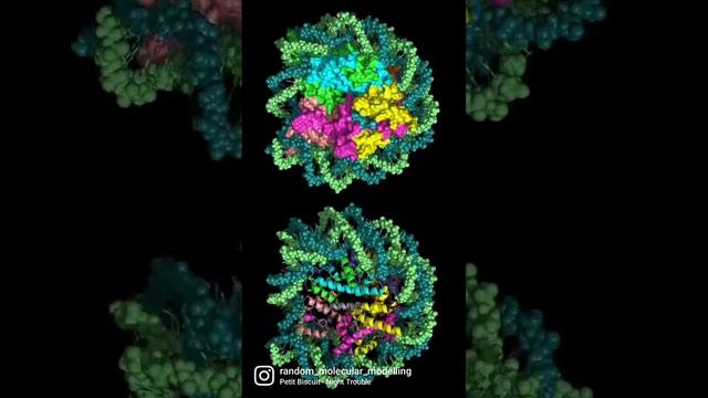 Regulatory linker of ALC1 bound to the nucleosome's acidic patch: nucleosome class смотреть онлайн