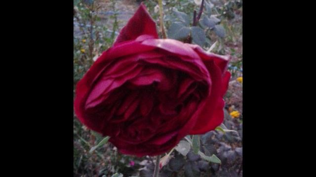 Мои любимицы розы смотреть онлайн