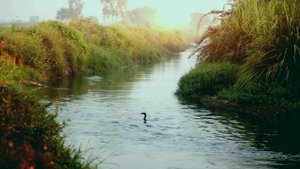 Птицы над рекой - светлая радостная песня красивый клип