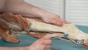 Широкая фасция бедра. Анатомия. Имеет ли смысл раскатывать?