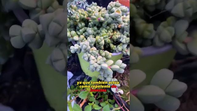 El peor fertilizante para tus plantas 🪴 смотреть онлайн