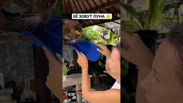 Пробовали кофе лювак? Как вам?