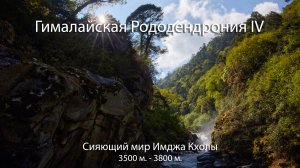 Гималайская Рододендрония IV Сияющий Мир Имджа Кхолы _ The Shining World of Imja Khola