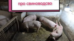 Свиноводство 👍 Содержание на откорм 🔥 Маточное стадо