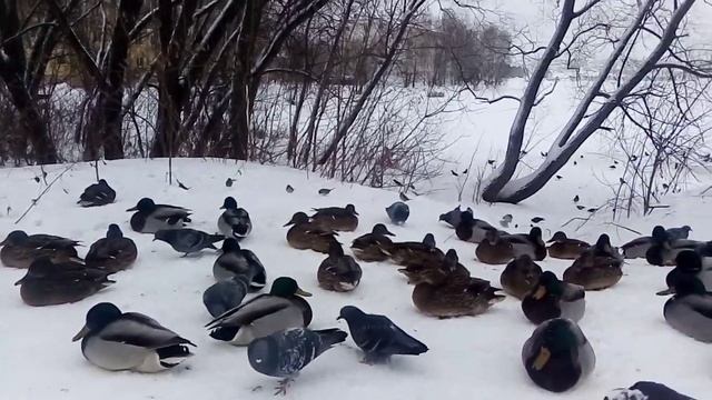 Утки не улетели, живут с голубями, воробьями и воронами смотреть онлайн