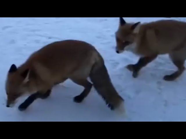 Голодные лисы наведались к нефтяникам смотреть онлайн