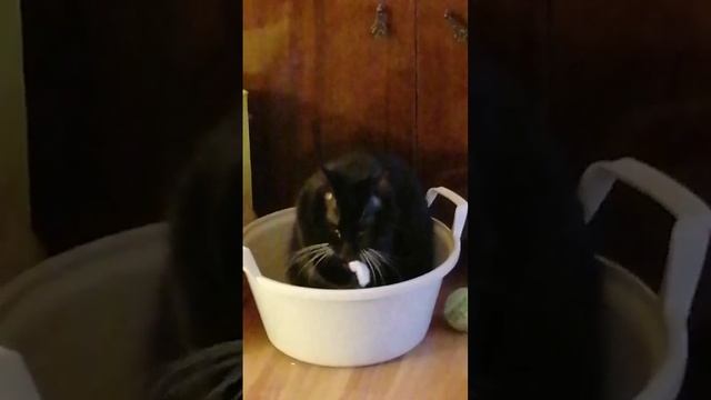 Пиксель - 17.01.2025 - банный день