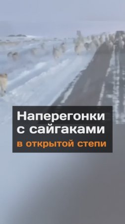 Наперегонки с сайгаками в открытой степи