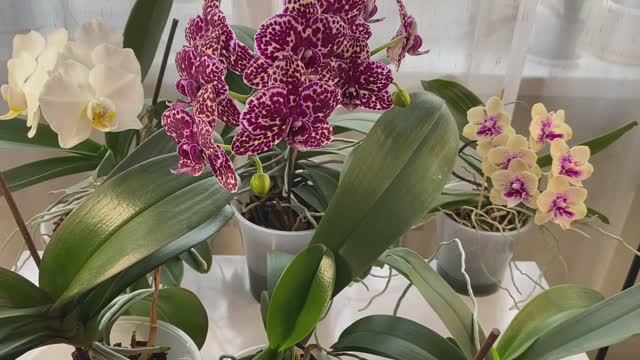 ЗИМНИЙ УХОД за ОРХИДЕЯМИ ФАЛЕНОПСИСАМИ!