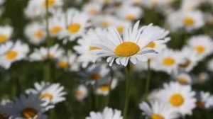 Эдгар Туниянц Очарование