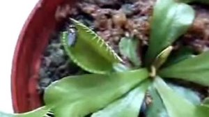 Растения-хищники