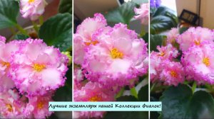 Лучшие экземпляры нашей Коллекции Фиалок (Сенполий)!