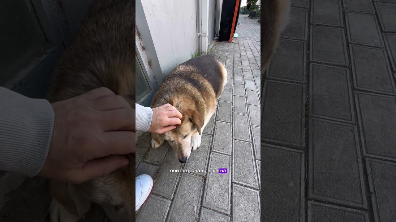 Пёс Батон - знаменитость Батуми  #собакабатон #песбатон #батон #собака #dog #doglovers
