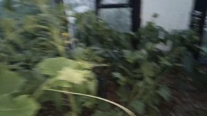 Отчет по выращиванию Триходермы на кофе и трутовике 2023 08 03