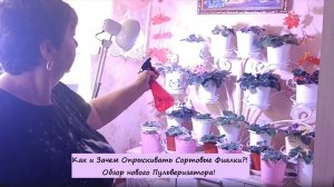 Как и Зачем Опрыскивать Сортовые Фиалки (Сенполии)?! Обзор нового Пульверизатора!